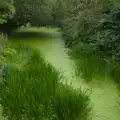 The Waveney looks like it's a lawn, A July Miscellany: Scole and a Ride To Pulham, Norfolk - 30th July 2026