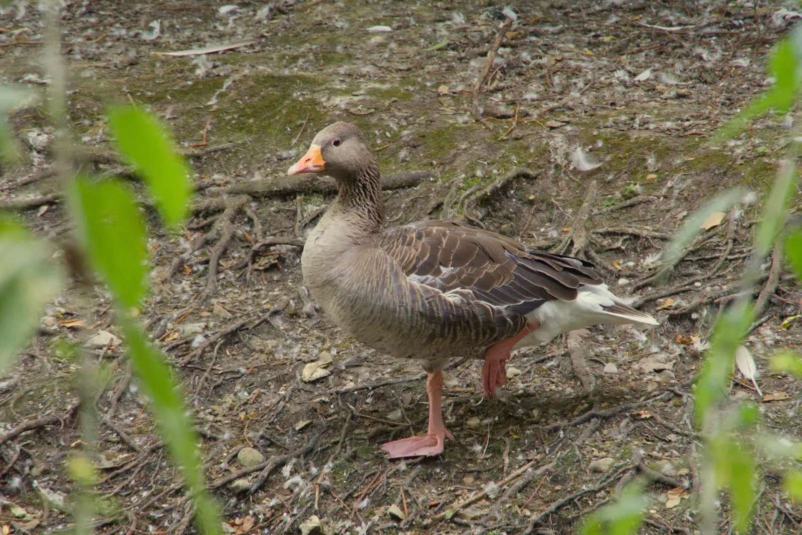 A goose stands on one leg, from A Postcard From: Needham Market, Suffolk - 31st July 2026