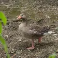 A goose stands on one leg, A Postcard From: Needham Market, Suffolk - 31st July 2026