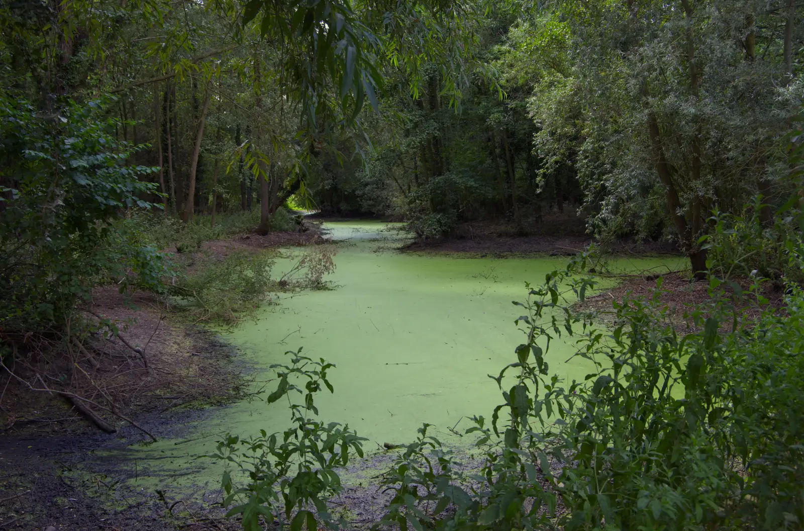Another waterway has turned to astroturf, from A Postcard From: Needham Market, Suffolk - 31st July 2026