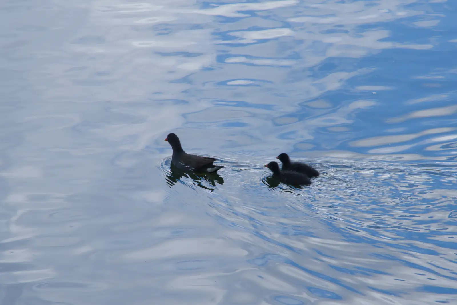 A pair of fluffy baby moorhens pootle after mum, from A Postcard From: Needham Market, Suffolk - 31st July 2026
