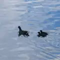A pair of fluffy baby moorhens pootle after mum, A Postcard From: Needham Market, Suffolk - 31st July 2026
