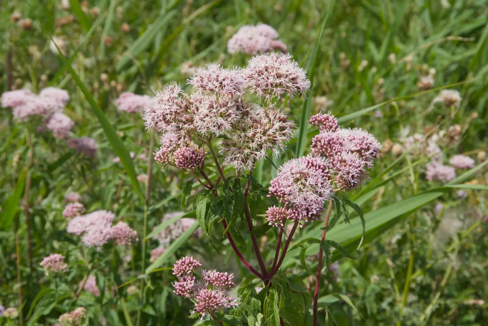 Interesting purpley flowers in the reeds, from Music in the Beer Garden, Trowel and Hammer, Cotton - 2nd August 2026