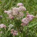 Interesting purpley flowers in the reeds, Music in the Beer Garden, Trowel and Hammer, Cotton - 2nd August 2026