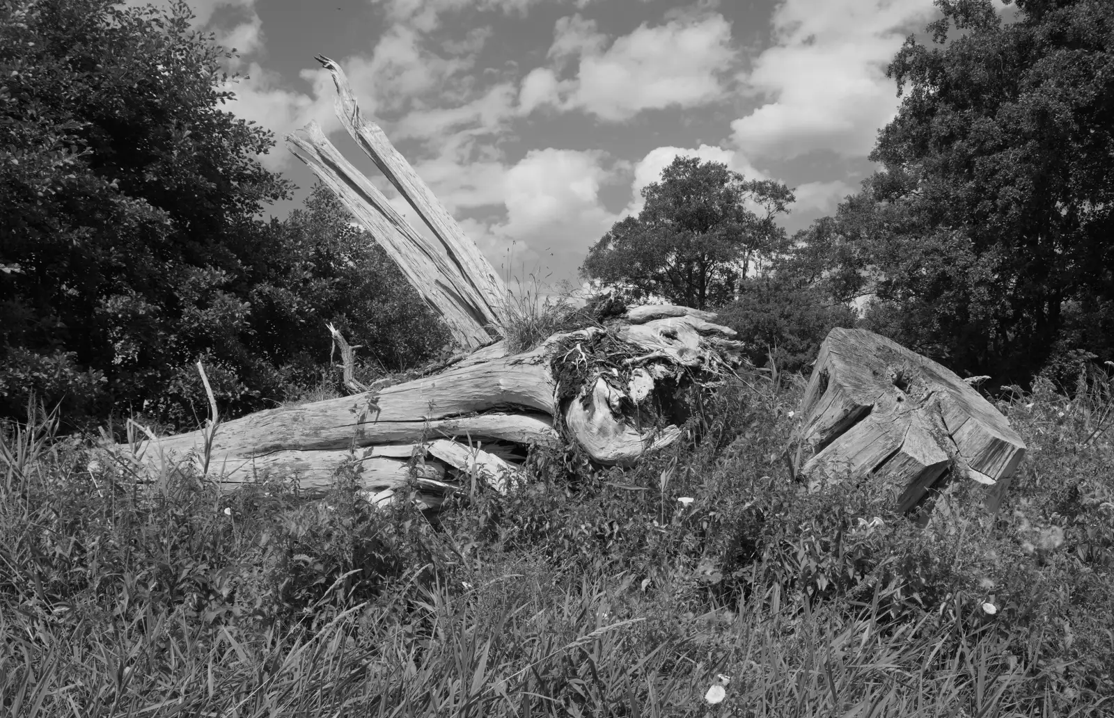 A bleached fallen tree trunk, from Music in the Beer Garden, Trowel and Hammer, Cotton - 2nd August 2026