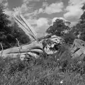 A bleached fallen tree trunk, Music in the Beer Garden, Trowel and Hammer, Cotton - 2nd August 2026