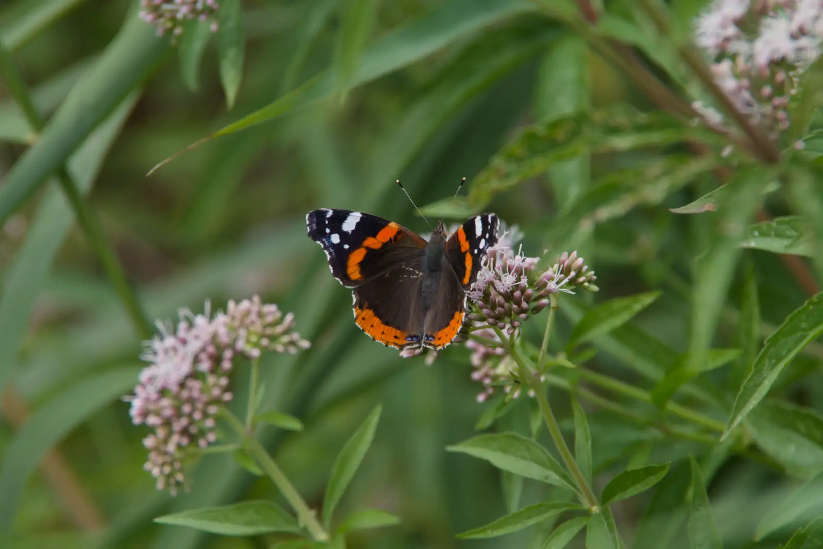 A Red Admiral butterfly, from Music in the Beer Garden, Trowel and Hammer, Cotton - 2nd August 2026