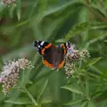 A Red Admiral butterfly, Music in the Beer Garden, Trowel and Hammer, Cotton - 2nd August 2026