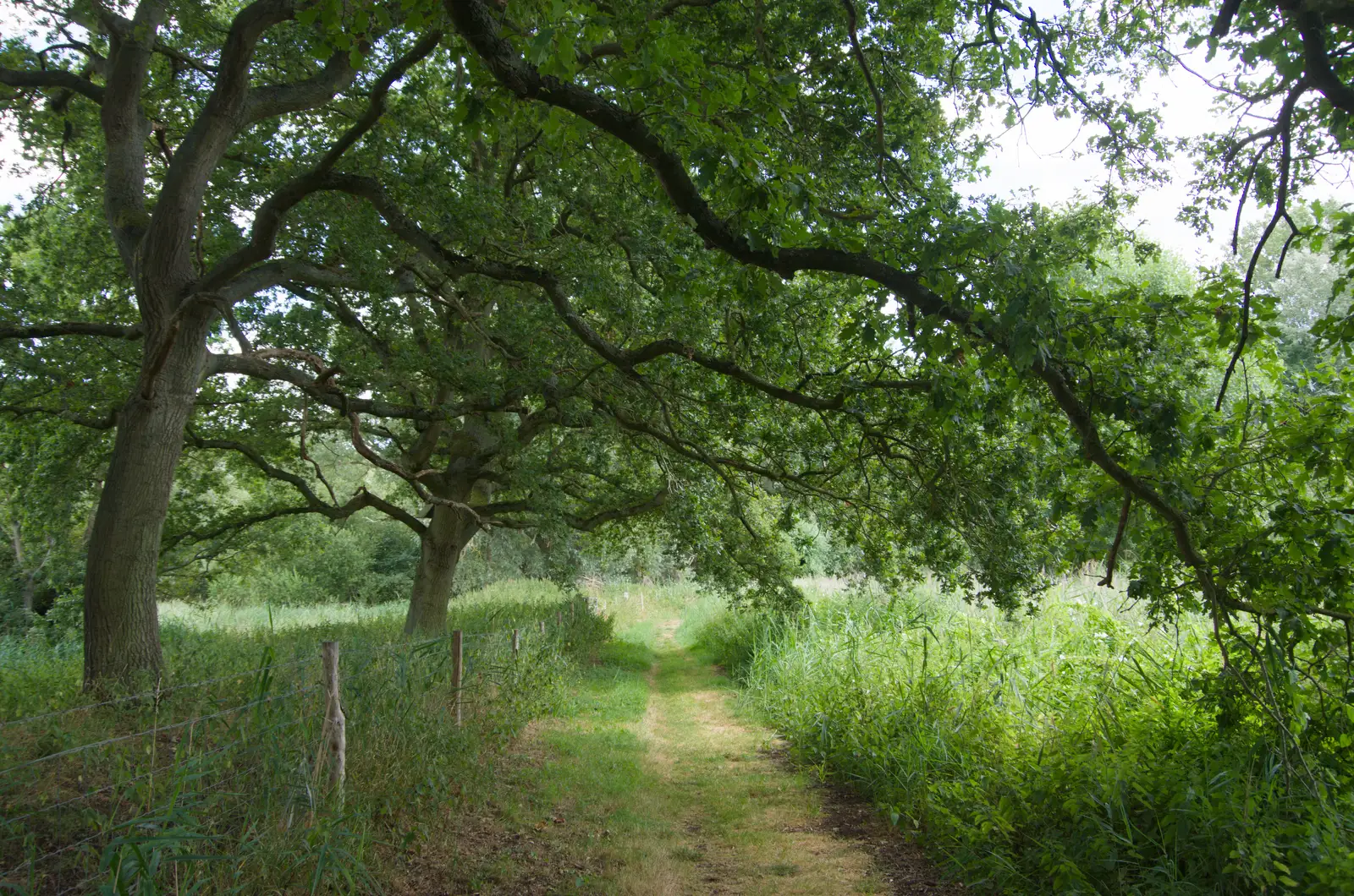 A tree-covered footpath around the fen, from Music in the Beer Garden, Trowel and Hammer, Cotton - 2nd August 2026
