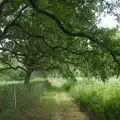 A tree-covered footpath around the fen, Music in the Beer Garden, Trowel and Hammer, Cotton - 2nd August 2026
