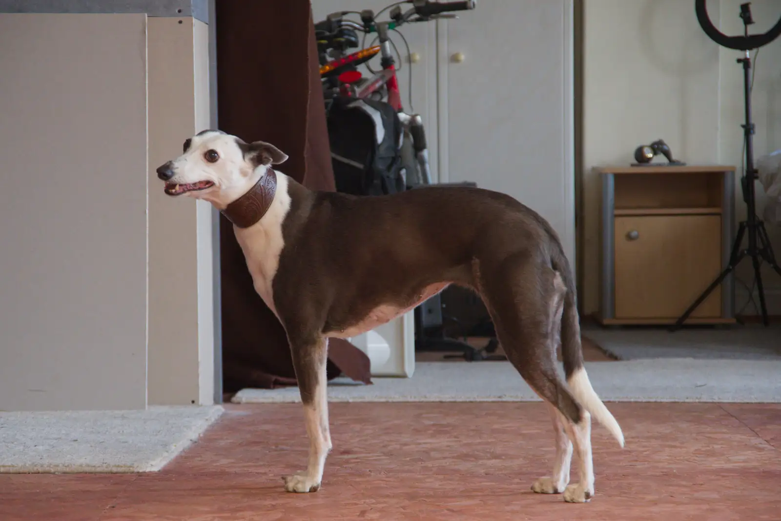 The neighbour's dog roams around, from Alan's 80th Birthday, Eye, Suffolk - 8th August 2026