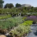 The walled garden is now full of plants, Walking the Ridgeway: Chiseldon to Avebury, Wiltshire - 10th August 2026