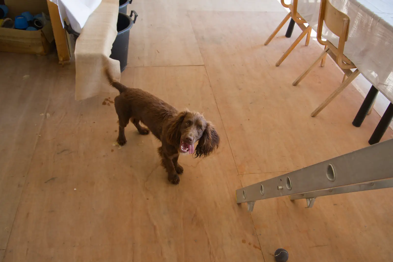 Dog wants you to throw his ball, from Walking the Ridgeway: Chiseldon to Avebury, Wiltshire - 10th August 2026