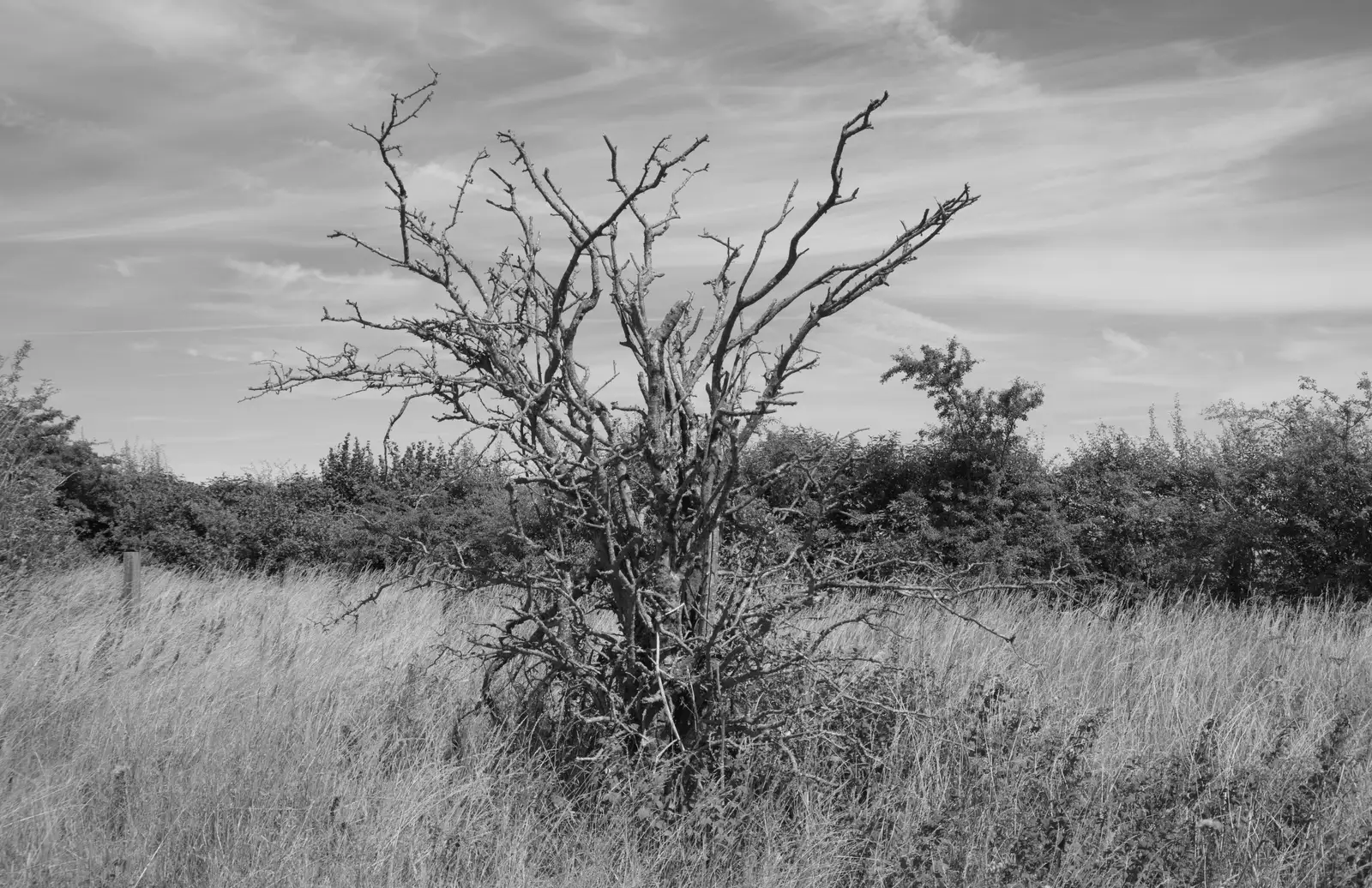 A dead bush on the Ridgeway, from Walking the Ridgeway: Chiseldon to Avebury, Wiltshire - 10th August 2026