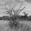 A dead bush on the Ridgeway, Walking the Ridgeway: Chiseldon to Avebury, Wiltshire - 10th August 2026