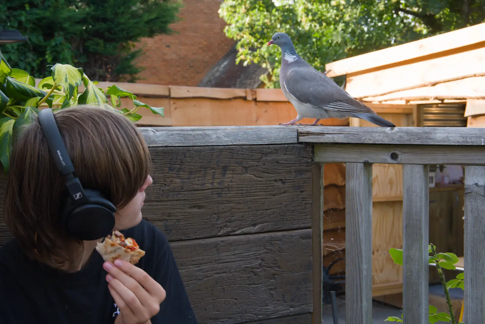 A pigeon wants what Harry's got, from Walking the Ridgeway: Chiseldon to Avebury, Wiltshire - 10th August 2026