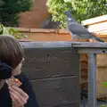 A pigeon wants what Harry's got, Walking the Ridgeway: Chiseldon to Avebury, Wiltshire - 10th August 2026