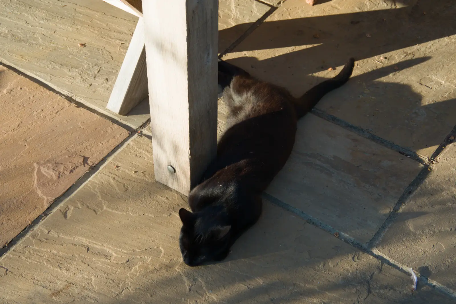 Cat is fairly unimpressed with it all, from Eclipse and Chips, Brome, Suffolk - 12th August 2026