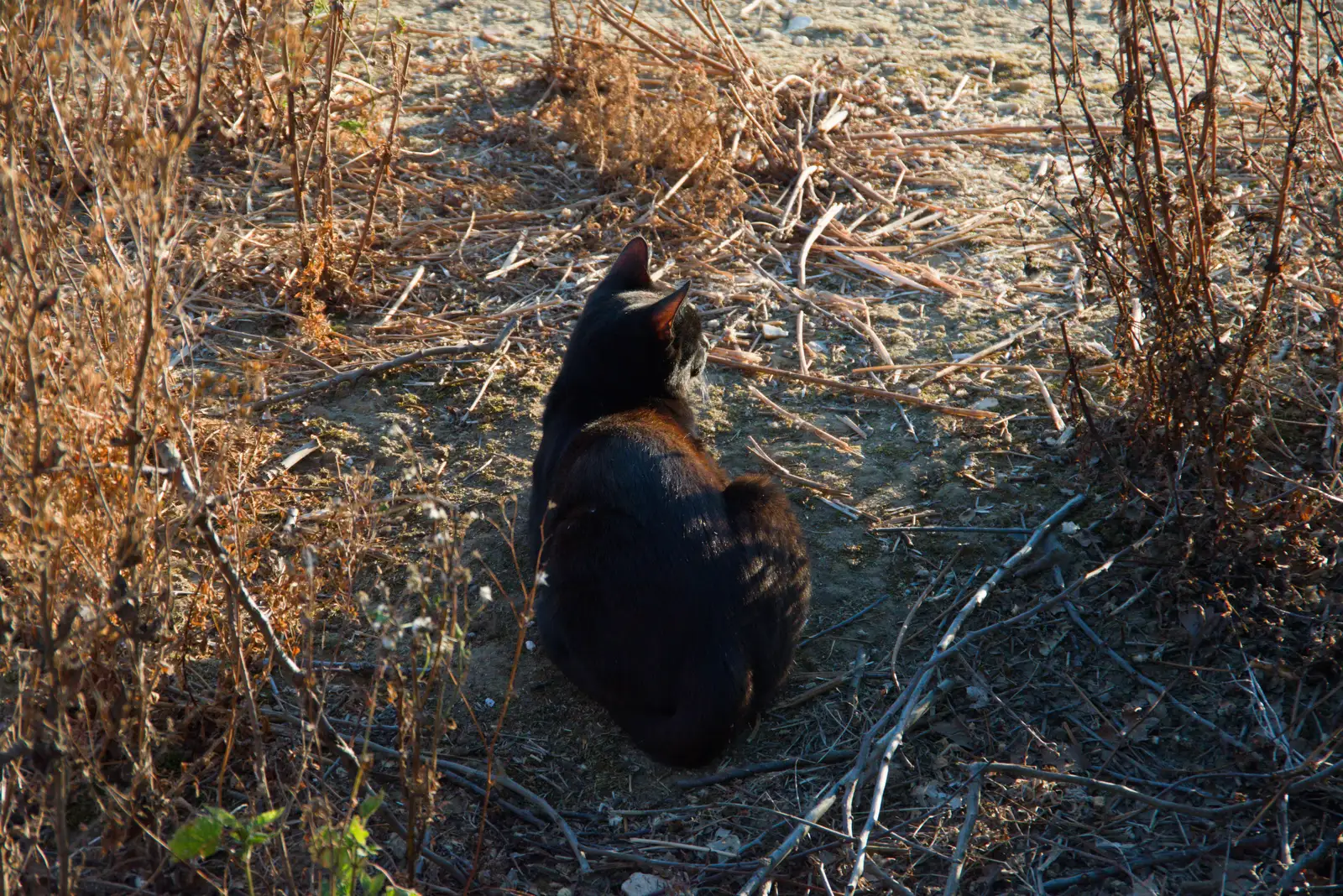Cat watches the proceedings , from Eclipse and Chips, Brome, Suffolk - 12th August 2026