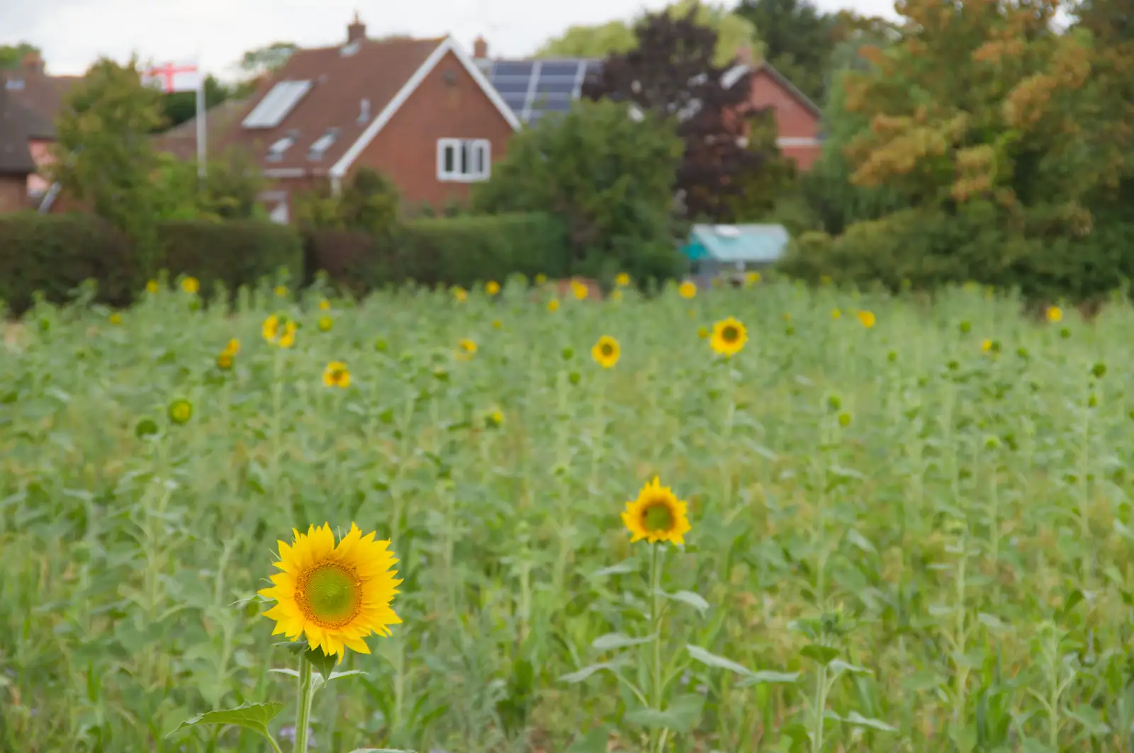A few sunflowers in a field, from A Village Hall Quiz and a Dead Pub, Worlingworth - 21st August 2026