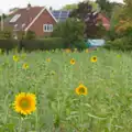 A few sunflowers in a field, A Village Hall Quiz and a Dead Pub, Worlingworth - 21st August 2026