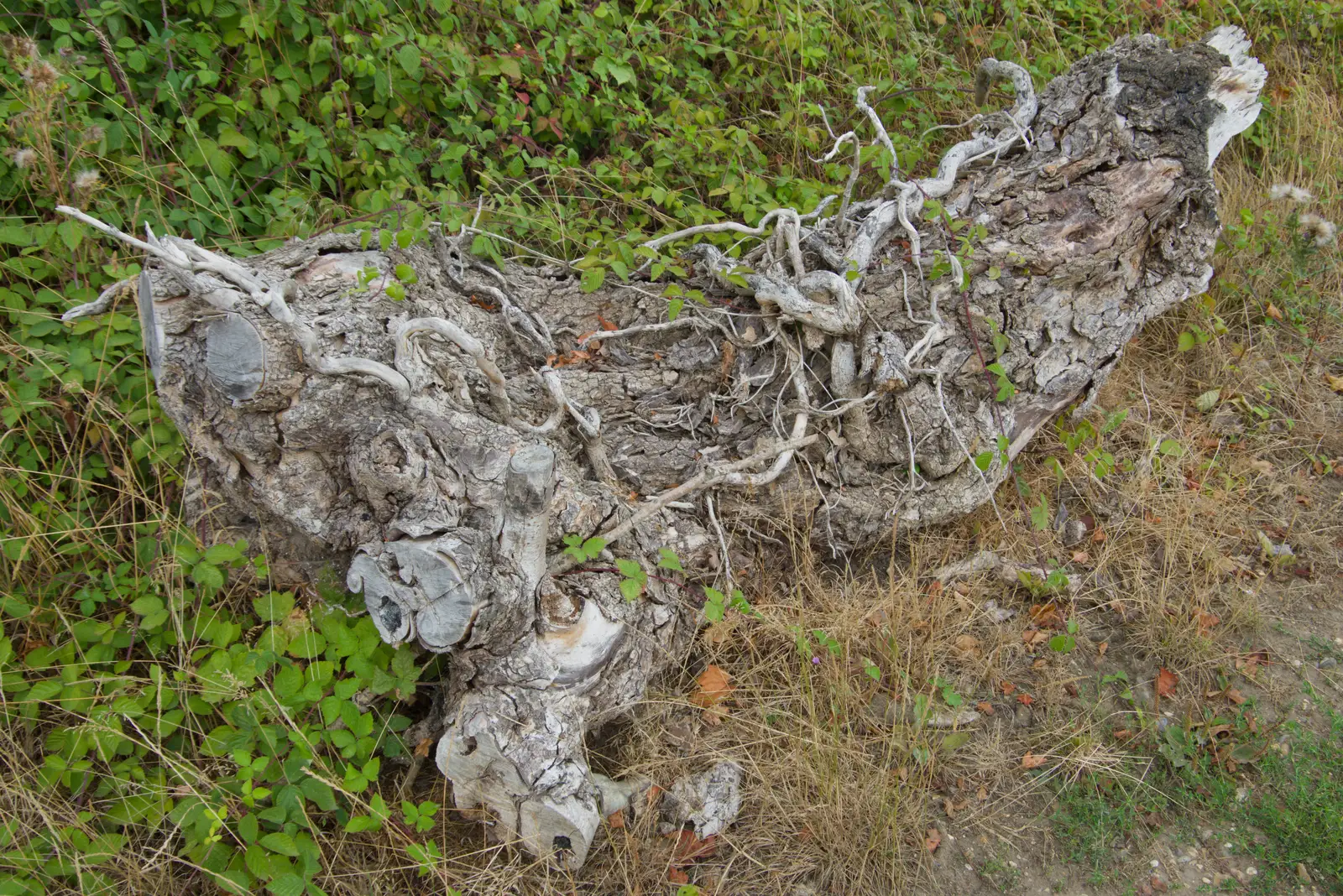 A very gnarly bit of log, from A Village Hall Quiz and a Dead Pub, Worlingworth - 21st August 2026