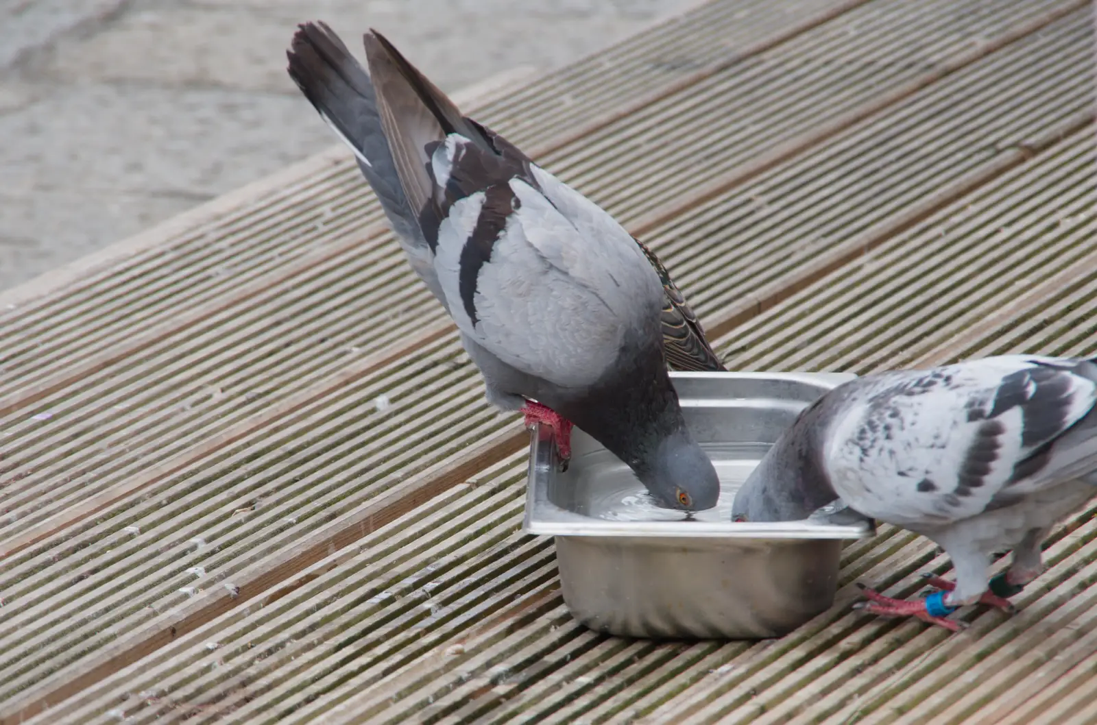 Pigeons drink from a dog bowl, from The Ukulele Hooley, People's Park, Dún Laoghaire, Ireland - 22nd August 2026