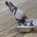 Pigeons drink from a dog bowl, The Ukulele Hooley, People's Park, Dún Laoghaire, Ireland - 22nd August 2026