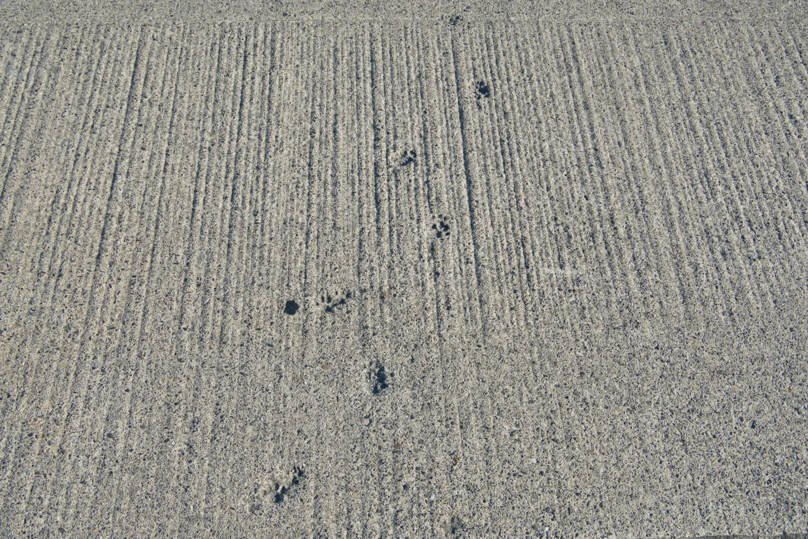 Cat paw-prints in pavement cement, from The Ukulele Hooley, People's Park, Dún Laoghaire, Ireland - 22nd August 2026