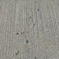 Cat paw-prints in pavement cement, The Ukulele Hooley, People's Park, Dún Laoghaire, Ireland - 22nd August 2026