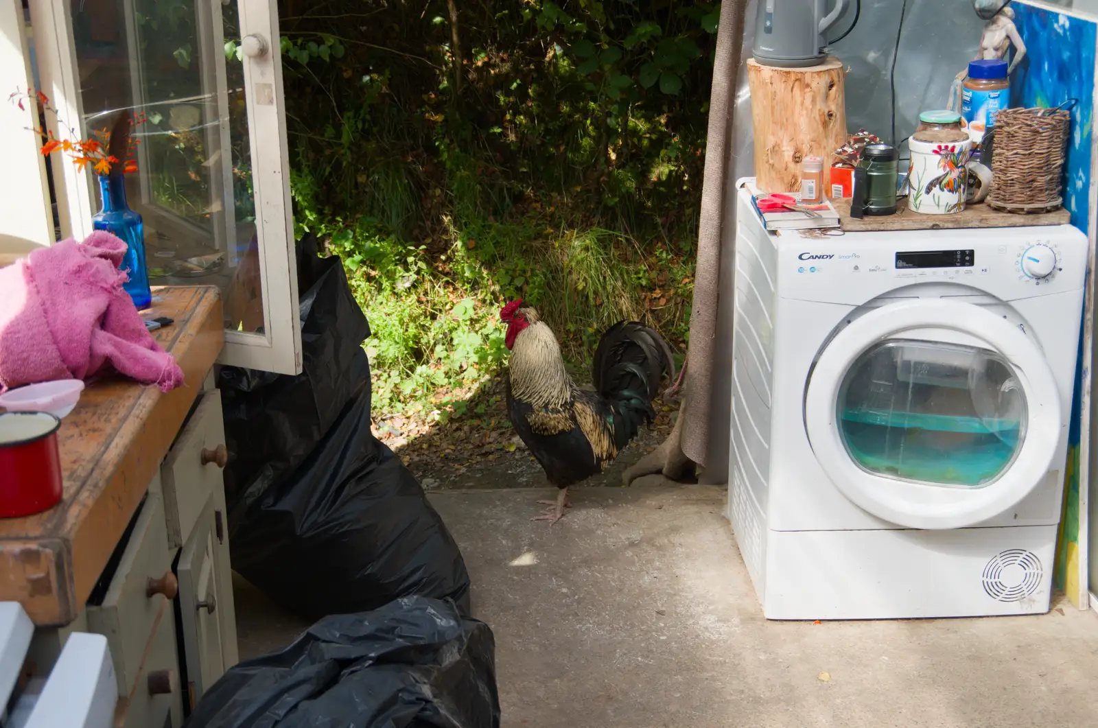 There's a cockerel in the kitchen, from Clogherrevagh and Strandhill, Leitrim, Ireland - 24th August 2026