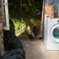 There's a cockerel in the kitchen, Clogherrevagh and Strandhill, Leitrim, Ireland - 24th August 2026