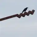 A bird on the Wild Atlantic Way sign, Clogherrevagh and Strandhill, Leitrim, Ireland - 24th August 2026