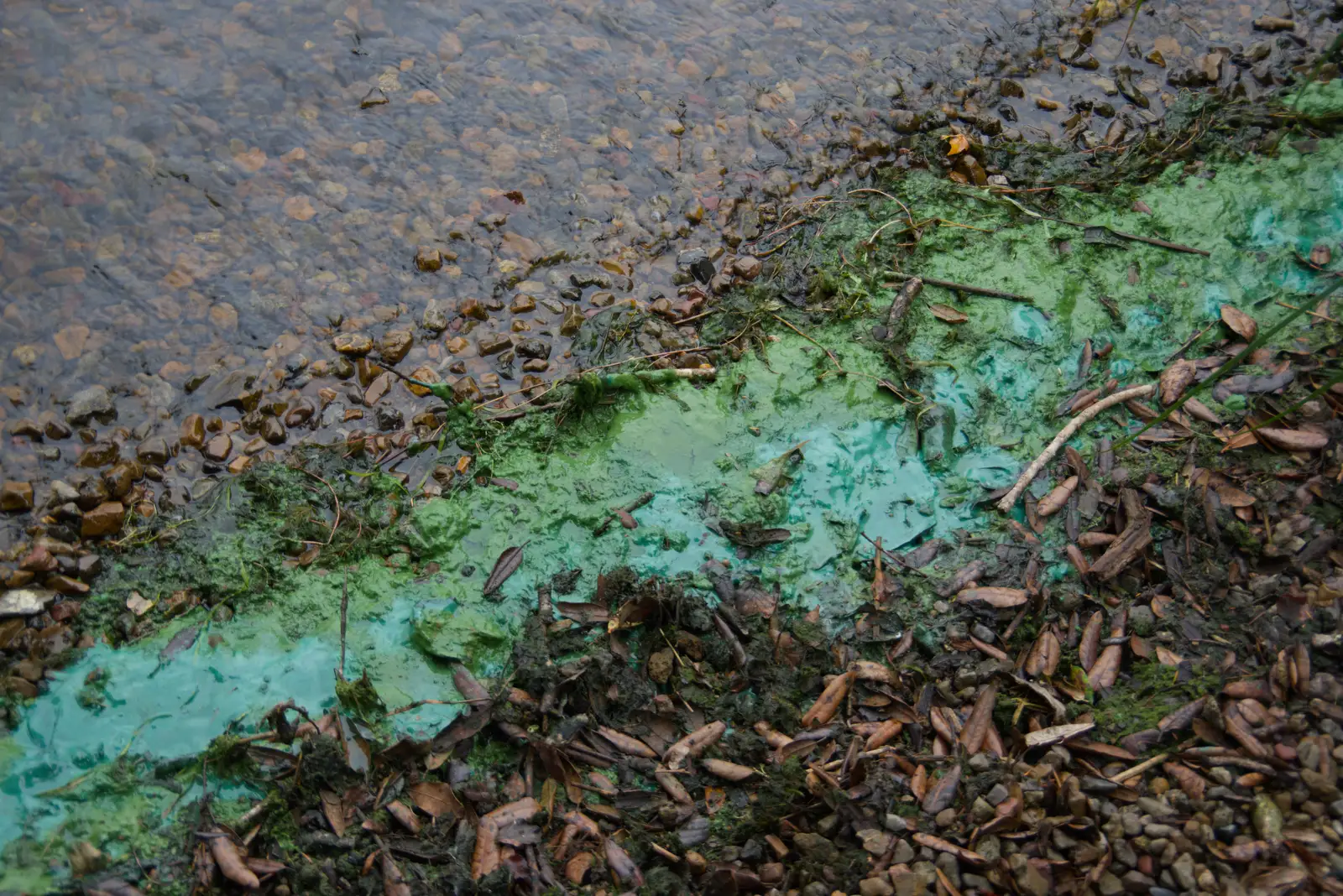 There's a ring of luminous scum around the lake, from Manorhamilton, Sligo and Streedagh Beach, Leitrim, Ireland - 26th August 2026