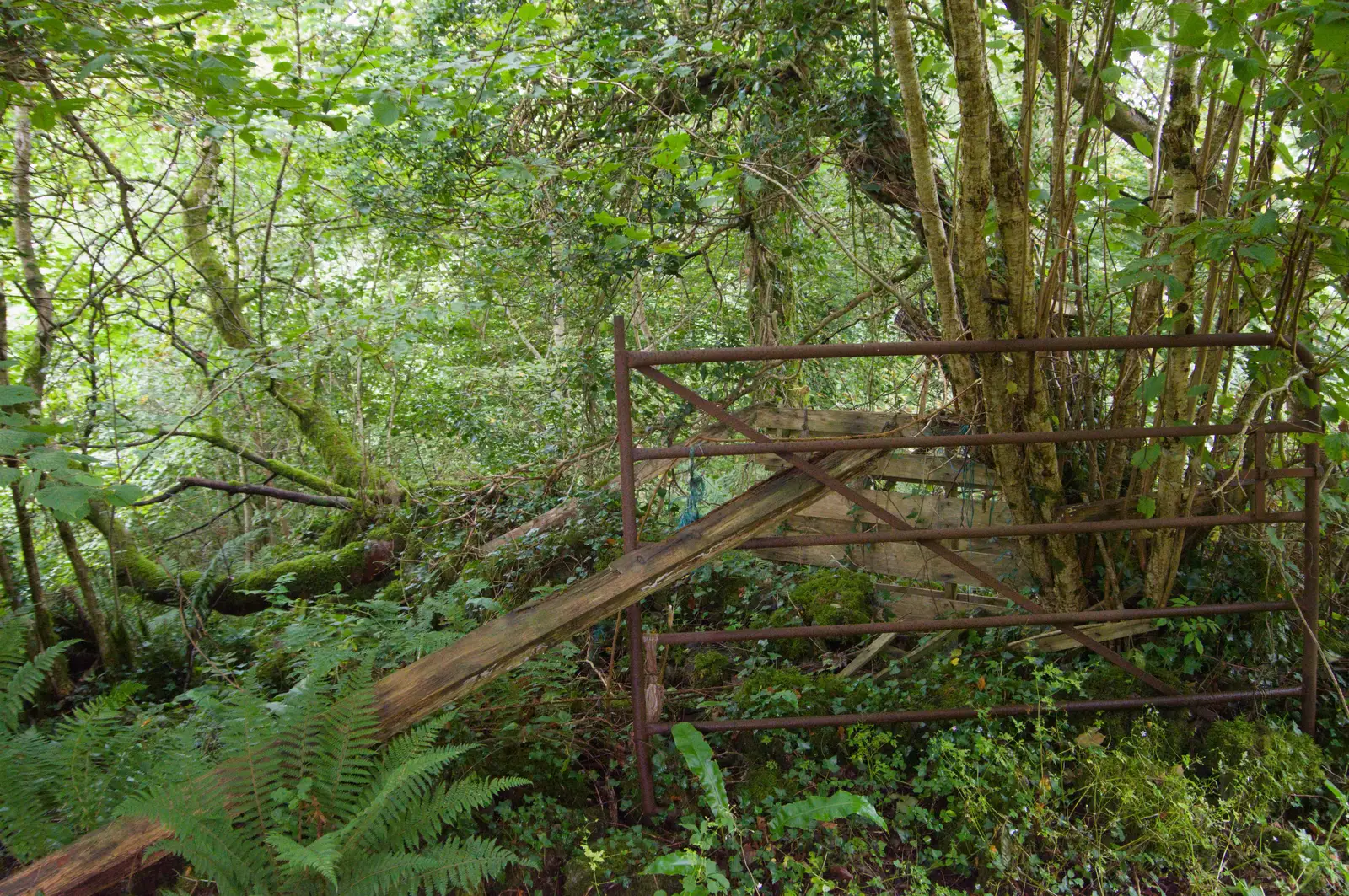 A gate in the woods, from Manorhamilton, Sligo and Streedagh Beach, Leitrim, Ireland - 26th August 2026