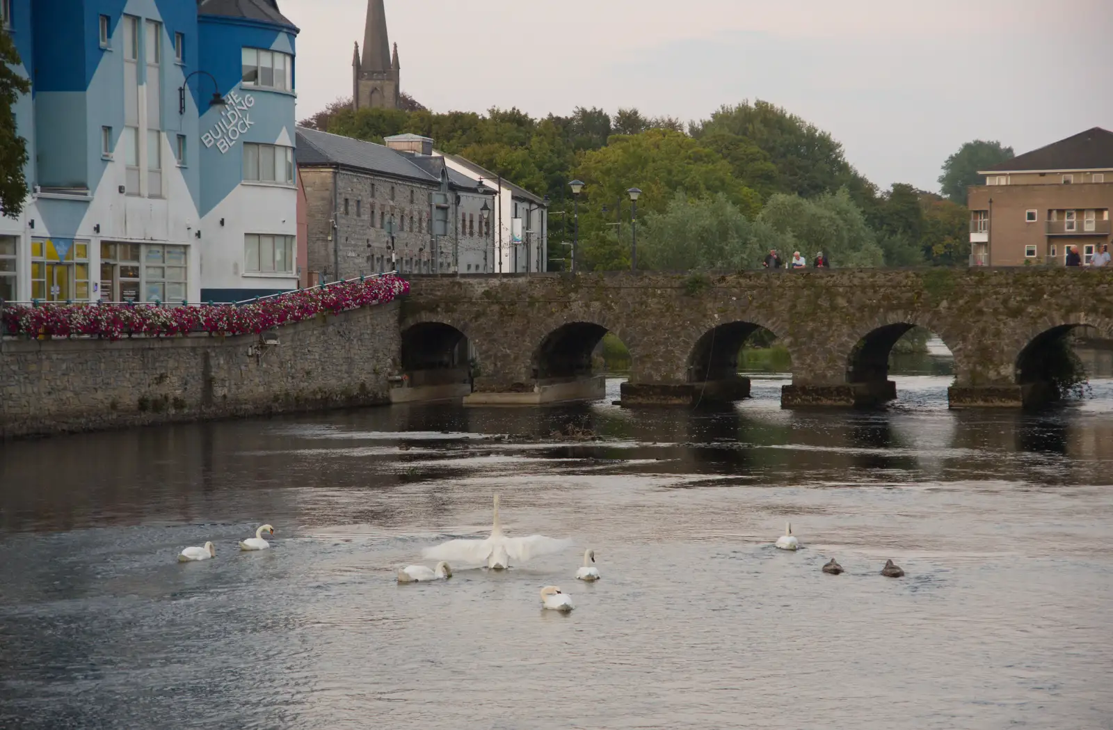 Swans near the Markievicz Bridge in Sligo, from Manorhamilton, Sligo and Streedagh Beach, Leitrim, Ireland - 26th August 2026