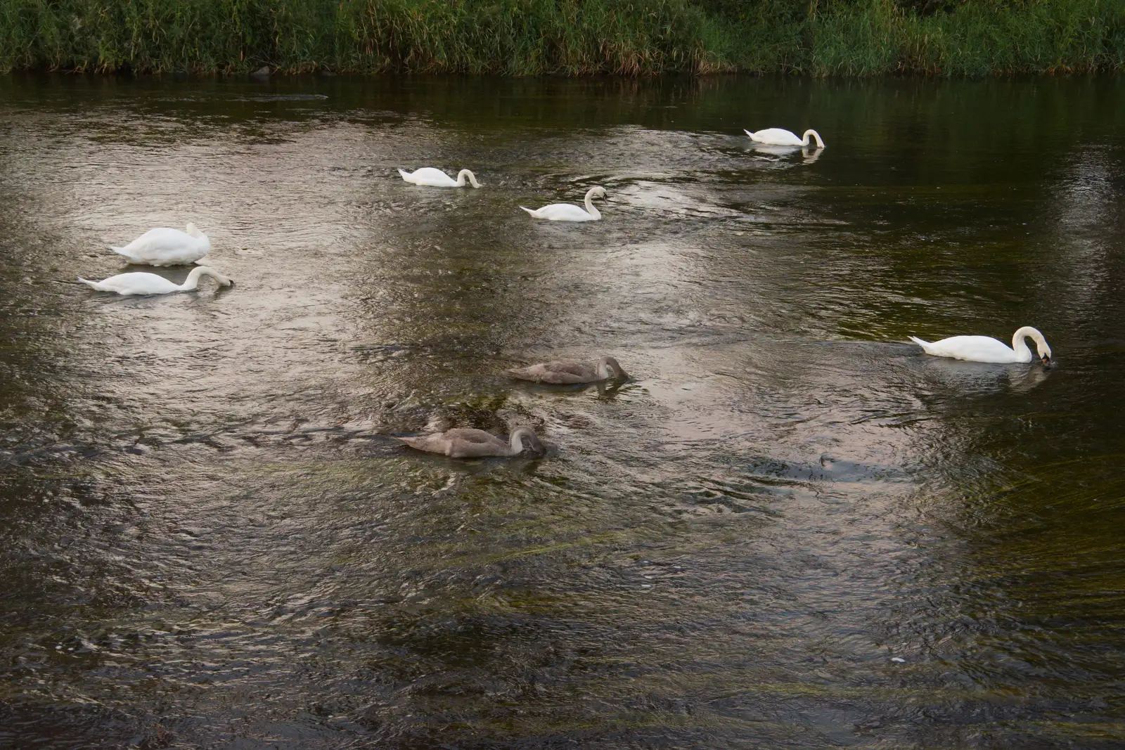 Swans with their heads down looking for weeds, from Manorhamilton, Sligo and Streedagh Beach, Leitrim, Ireland - 26th August 2026