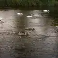 Swans with their heads down looking for weeds, Manorhamilton, Sligo and Streedagh Beach, Leitrim, Ireland - 26th August 2026