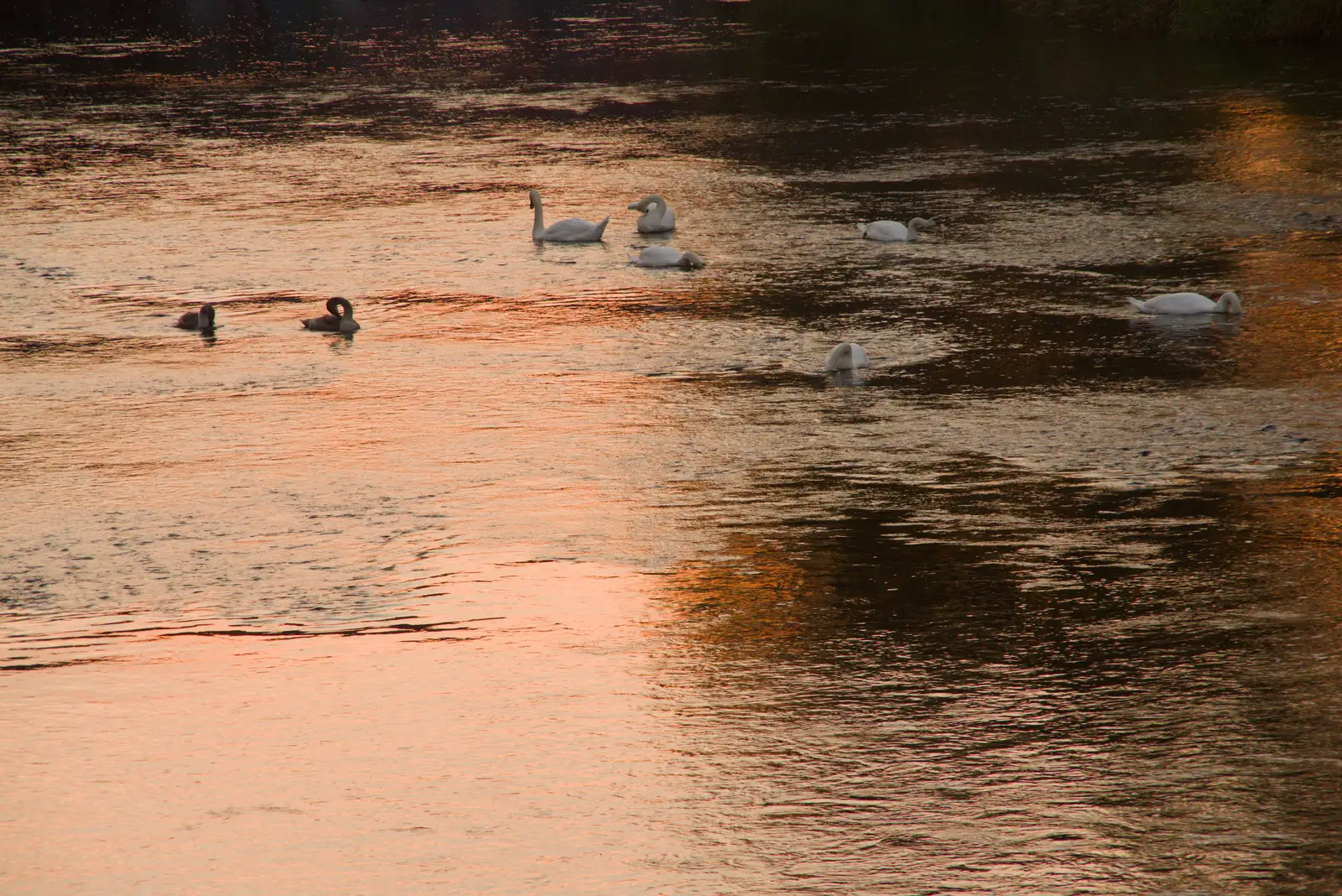 Swans in the sunset, from Manorhamilton, Sligo and Streedagh Beach, Leitrim, Ireland - 26th August 2026