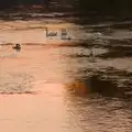 Swans in the sunset, Manorhamilton, Sligo and Streedagh Beach, Leitrim, Ireland - 26th August 2026
