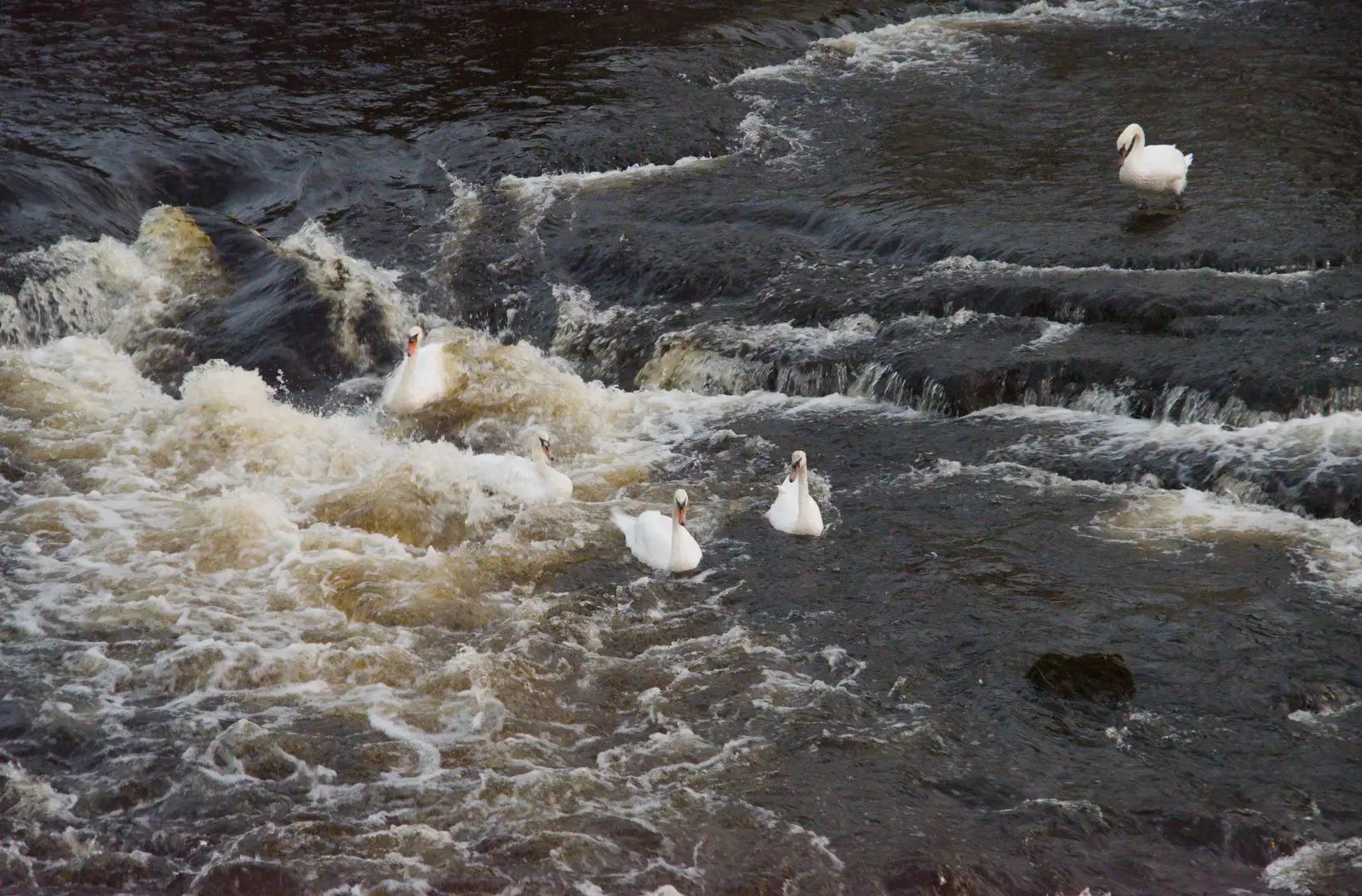 Swans are actually enjoying white-water surfing, from Manorhamilton, Sligo and Streedagh Beach, Leitrim, Ireland - 26th August 2026