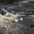 Swans are actually enjoying white-water surfing, Manorhamilton, Sligo and Streedagh Beach, Leitrim, Ireland - 26th August 2026