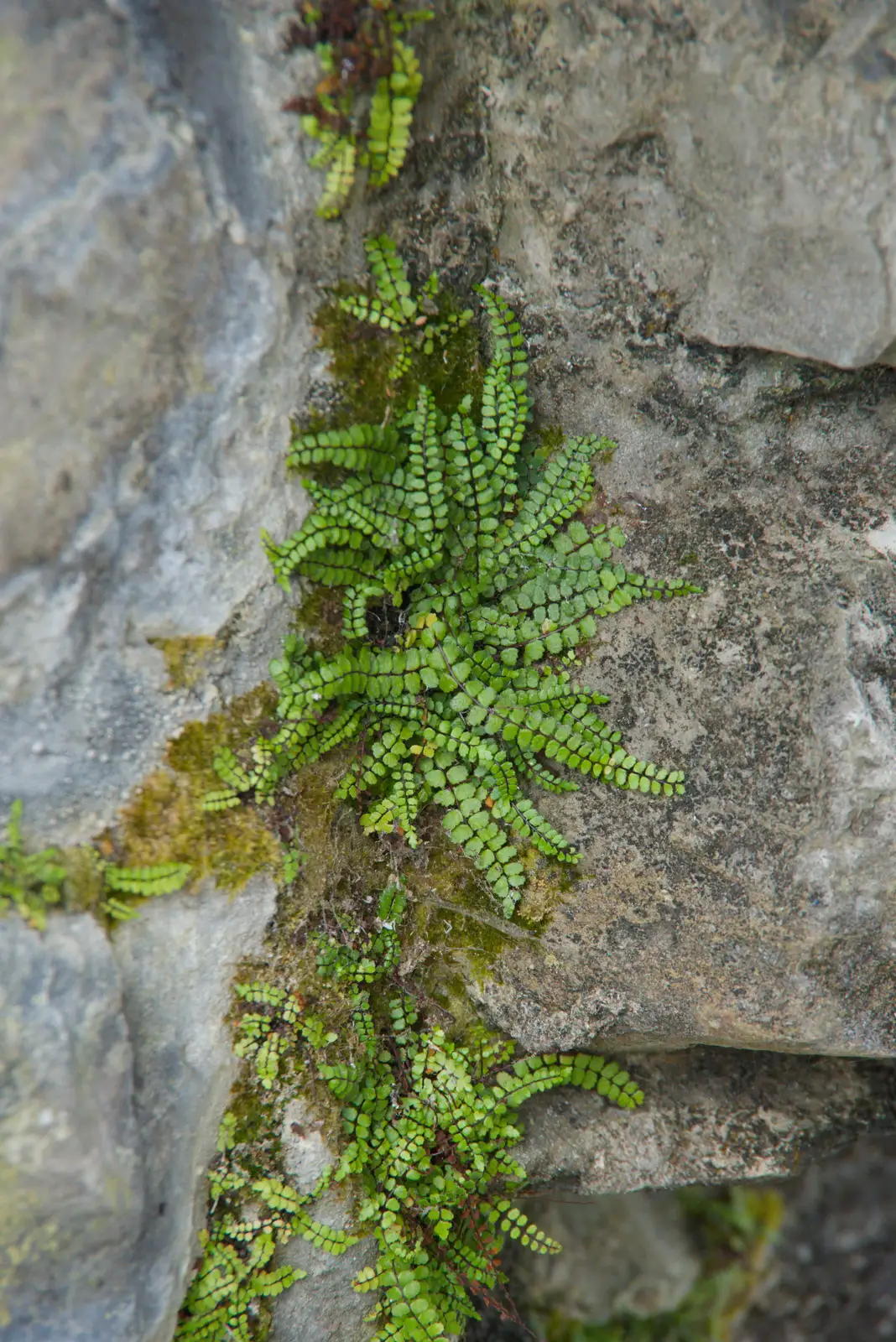 Bright green tiny ferns grow out of the wall, from Manorhamilton, Sligo and Streedagh Beach, Leitrim, Ireland - 26th August 2026