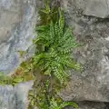 Bright green tiny ferns grow out of the wall, Manorhamilton, Sligo and Streedagh Beach, Leitrim, Ireland - 26th August 2026