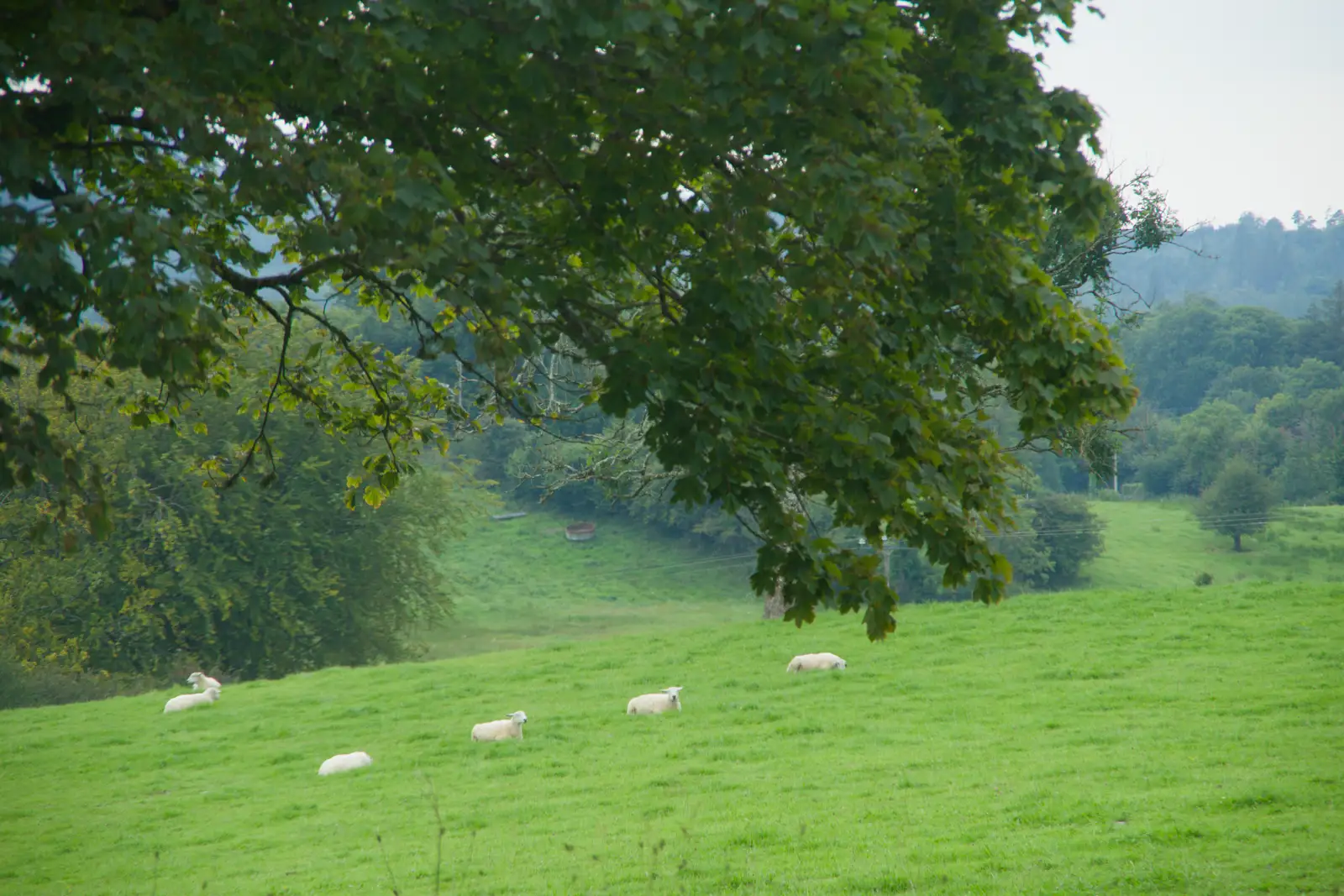 A view of sheep from the apartment, from Castle Dargan Golf, Glangelvin and Pizza in Dún Laoghaire, Ireland - 28th August 2026