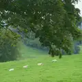 A view of sheep from the apartment, Castle Dargan Golf, Glangelvin and Pizza in Dún Laoghaire, Ireland - 28th August 2026