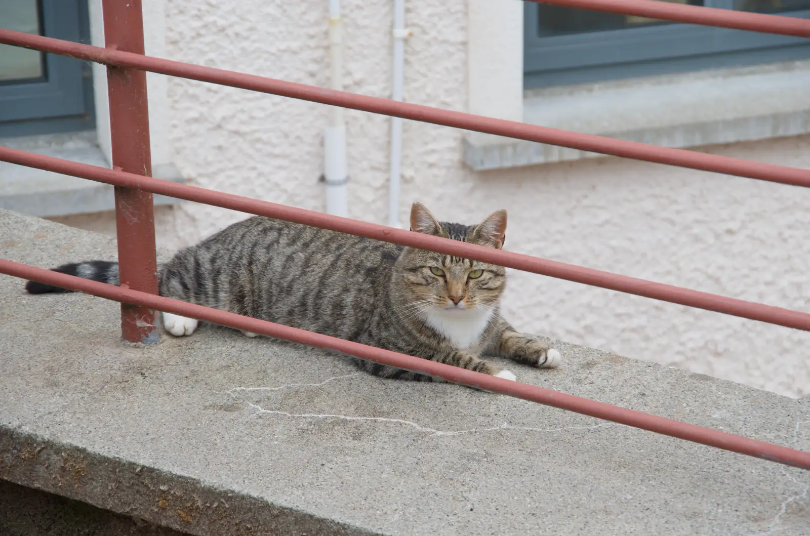 A stripey cat gives the hairy eyeball, from Castle Dargan Golf, Glangelvin and Pizza in Dún Laoghaire, Ireland - 28th August 2026
