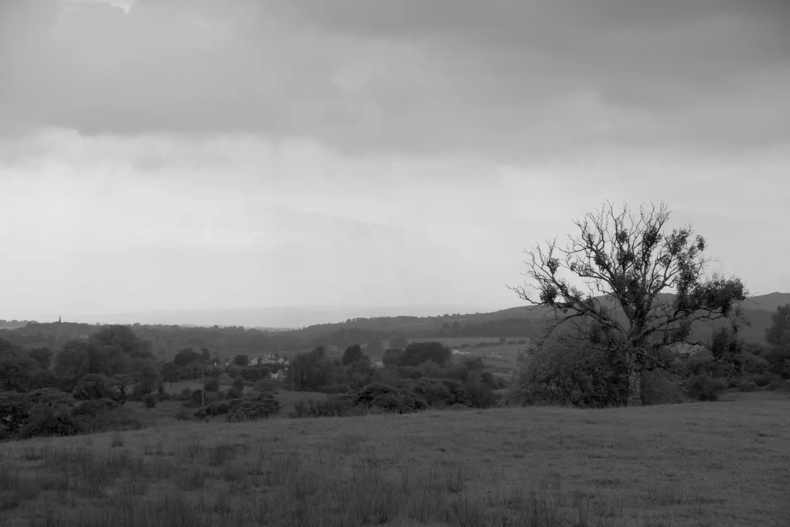 A lonely tree, from Castle Dargan Golf, Glangelvin and Pizza in Dún Laoghaire, Ireland - 28th August 2026