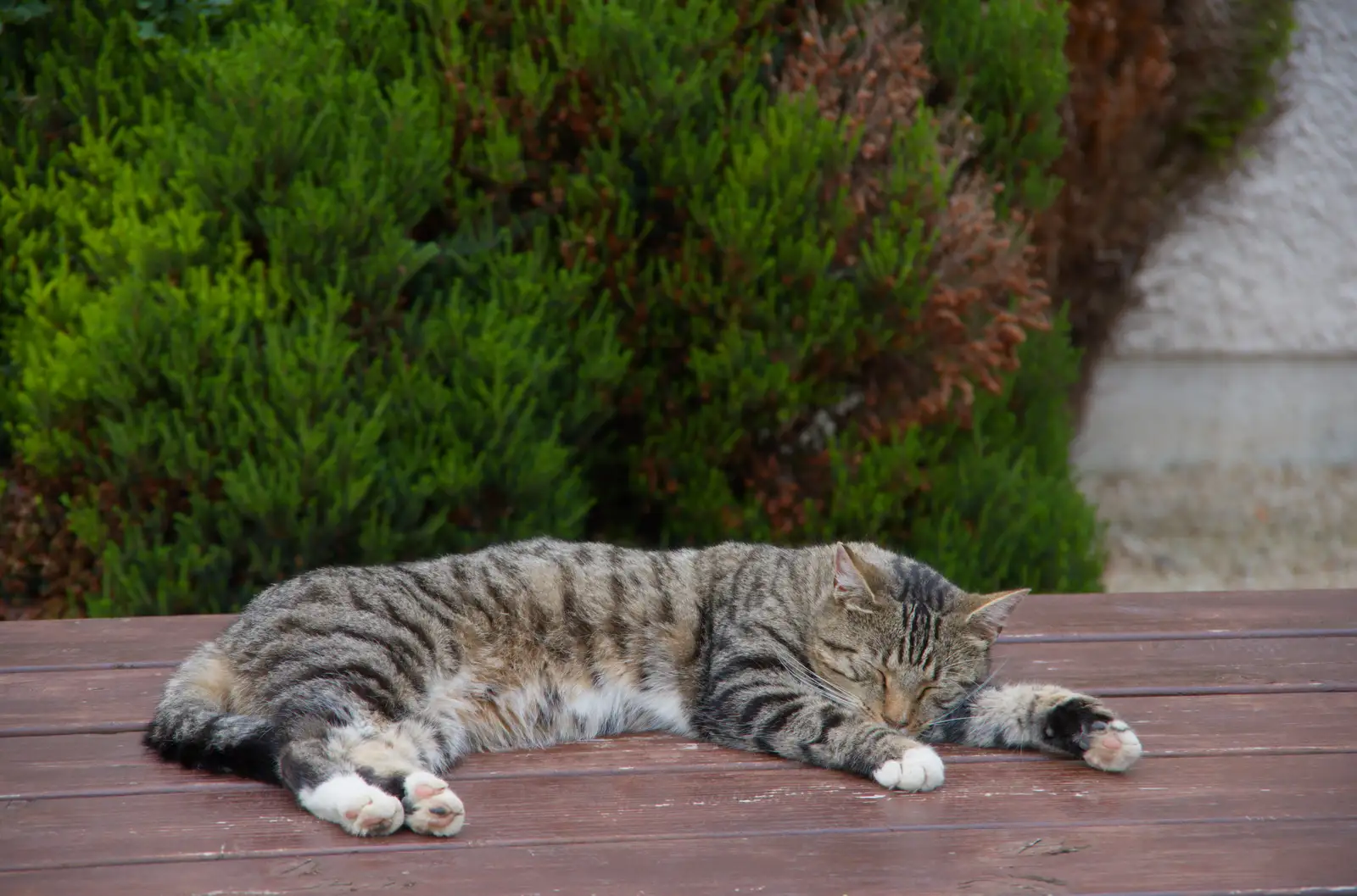 Stripey cat has a sleep, from Castle Dargan Golf, Glangelvin and Pizza in Dún Laoghaire, Ireland - 28th August 2026