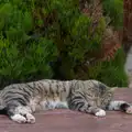 Stripey cat has a sleep, Castle Dargan Golf, Glangelvin and Pizza in Dún Laoghaire, Ireland - 28th August 2026